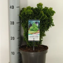 Dwergcypres (Chamaecyparis Obtusa 'Nana Gracilis') -Exporteren Tuin Zorgzaam Winkel chamaecyparis obt. nana gracilis c3 m