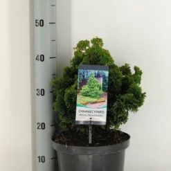 Dwergcypres (Chamaecyparis Obtusa 'Nana Gracilis') -Exporteren Tuin Zorgzaam Winkel chamaecyparis obt. nana gracilis c5 m