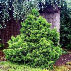 Dwergcypres (Chamaecyparis Obtusa 'Nana Gracilis') -Exporteren Tuin Zorgzaam Winkel chamaecyparis obtusa nana gracilis