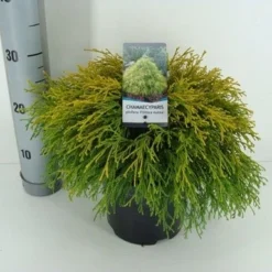 Cypres (Chamaecyparis Pisifera 'Filifera Aurea') -Exporteren Tuin Zorgzaam Winkel chamaecyparis pis. filifera aurea c3 m