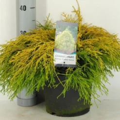 Cypres (Chamaecyparis Pisifera 'Filifera Aurea') -Exporteren Tuin Zorgzaam Winkel chamaecyparis pis. filifera aurea c5 m
