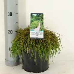 Cypres (Chamaecyparis Pisifera 'Filifera Nana') -Exporteren Tuin Zorgzaam Winkel chamaecyparis pis. filifera nana c3 m 1