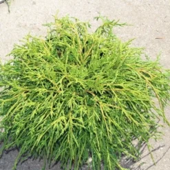 Cypres (Chamaecyparis Pisifera 'Filifera Nana') -Exporteren Tuin Zorgzaam Winkel chamaecyparis pisifera filifera nana
