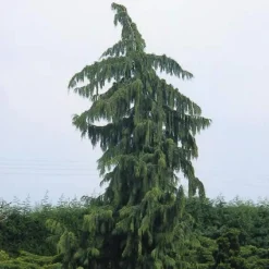 Cypres (Chamaecyparis Nootkatensis 'Pendula') -Exporteren Tuin Zorgzaam Winkel chnpendu 4