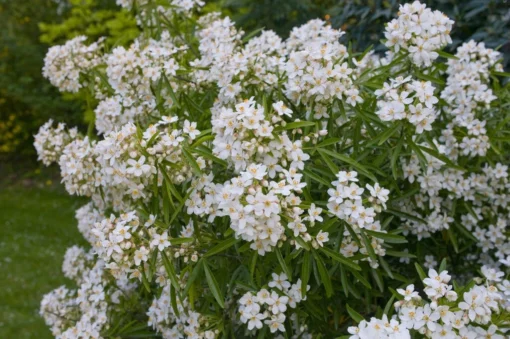 Choisya (Choisya 'Aztec Pearl') 8 Choisya (Choisya 'Aztec Pearl') -Exporteren Tuin Zorgzaam Winkel choisya aztecpearlv01