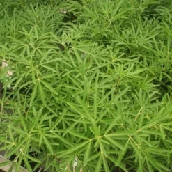 Nieuwe uitgaven -Exporteren Tuin Zorgzaam Winkel choisya aztec pearl 1