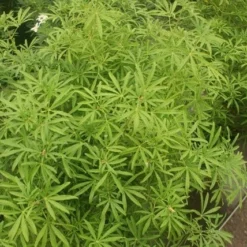 Choisya (Choisya 'Aztec Pearl') -Exporteren Tuin Zorgzaam Winkel choisya aztec pearl 2