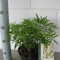 Choisya (Choisya 'Aztec Pearl') -Exporteren Tuin Zorgzaam Winkel choisya aztec pearl c3 september