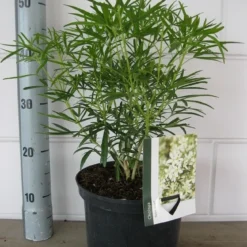 Choisya (Choisya 'Aztec Pearl') -Exporteren Tuin Zorgzaam Winkel choisya aztec pearl c5 10 08 2018