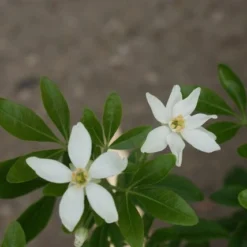 Choisya (Choisya Ternata) -Exporteren Tuin Zorgzaam Winkel choisya ternata