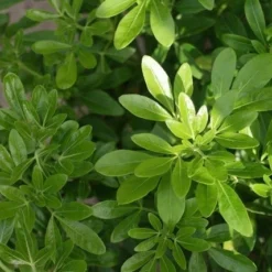 Choisya (Choisya Ternata) -Exporteren Tuin Zorgzaam Winkel choisya ternata 2