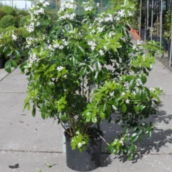 Choisya (Choisya Ternata) -Exporteren Tuin Zorgzaam Winkel choisya ternata 80 100 c20