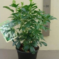 Choisya (Choisya Ternata) -Exporteren Tuin Zorgzaam Winkel choisya ternata c2.5