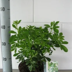 Choisya (Choisya Ternata) -Exporteren Tuin Zorgzaam Winkel choisya ternata c3 september