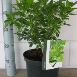 Choisya (Choisya Ternata) -Exporteren Tuin Zorgzaam Winkel choisya ternata c5 10 8 2018