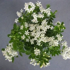 Choisya (Choisya Ternata) -Exporteren Tuin Zorgzaam Winkel choisya ternata c5 april 2