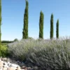 Italiaanse Cypres (Cupressus Sempervirens 'Stricta') -Exporteren Tuin Zorgzaam Winkel cipreslavendelitaliaanseborderv01