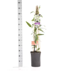 Bosrank, Groenblijvend (Clematis Armandii 'Apple Blossom') -Exporteren Tuin Zorgzaam Winkel clematis apelblossom 1.00 1.25