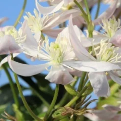 Bosrank, Groenblijvend (Clematis Armandii 'Apple Blossom') -Exporteren Tuin Zorgzaam Winkel clematis armandii apple blossom 1