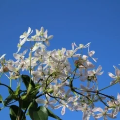 Bosrank, Groenblijvend (Clematis Armandii 'Apple Blossom') -Exporteren Tuin Zorgzaam Winkel clematis armandii apple blossom 4
