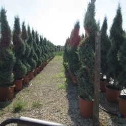 Conifeer Als Spiraal (Thuja Occidentalis 'Smaragd') -Exporteren Tuin Zorgzaam Winkel conifeer spiraal