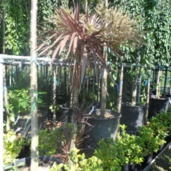 Cordyline (Cordyline Australis 'Atropurpurea') -Exporteren Tuin Zorgzaam Winkel cordyline australis red star 150 175 c25