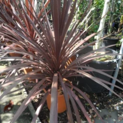 Cordyline (Cordyline Australis 'Atropurpurea') -Exporteren Tuin Zorgzaam Winkel cordyline australis red star c10