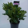 Rhododendron (Rhododendron 'Cosmopolitan') -Exporteren Tuin Zorgzaam Winkel cosmopolitan c5 voor
