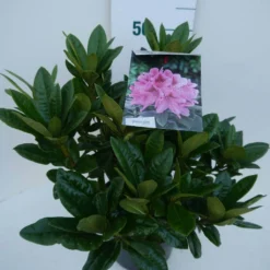 Rhododendron (Rhododendron 'Cosmopolitan') -Exporteren Tuin Zorgzaam Winkel cosmopolitan c5 zij