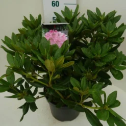 Rhododendron (Rhododendron 'Cosmopolitan') -Exporteren Tuin Zorgzaam Winkel cosmopolitan c7.5 zij
