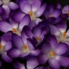 Krokus (Crocus Tommasinianus 'Ruby Giant') -Exporteren Tuin Zorgzaam Winkel crocus tomm rubygiant 1