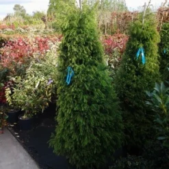 Sikkelden (Cryptomeria Japonica 'Elegans') -Exporteren Tuin Zorgzaam Winkel cryptomeria j. elegans