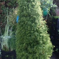 Sikkelden (Cryptomeria Japonica 'Elegans') -Exporteren Tuin Zorgzaam Winkel cryptomeria j. elegans 150 175 c50 pir 2 1