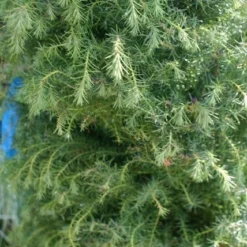 Sikkelden (Cryptomeria Japonica 'Elegans') -Exporteren Tuin Zorgzaam Winkel cryptomeria j. elegans 150 175 c50 pir 3 1