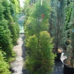 Sikkelden (Cryptomeria Japonica 'Elegans') -Exporteren Tuin Zorgzaam Winkel cryptomeria japonica elegans 125 150 175 1 1