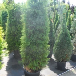 Sikkelden (Cryptomeria Japonica 'Elegans') -Exporteren Tuin Zorgzaam Winkel cryptomeria japonica elegens 150 175 200 1