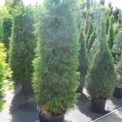 Sikkelden (Cryptomeria Japonica 'Elegans') -Exporteren Tuin Zorgzaam Winkel cryptomeria japonica elegens 150 175 200 1
