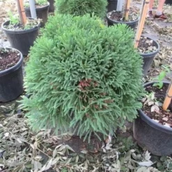Sikkelden (Cryptomeria Japonica 'Globosa Nana') -Exporteren Tuin Zorgzaam Winkel cryptomeria japonica globosa nana