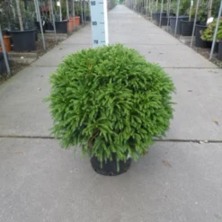 Sikkelden (Cryptomeria Japonica 'Globosa Nana') -Exporteren Tuin Zorgzaam Winkel cryptomeria japonica globosa nana 50 60 c20