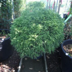 Sikkelden (Cryptomeria Japonica 'Globosa Nana') -Exporteren Tuin Zorgzaam Winkel cryptomeria japonica globosa nana 70 80 cont