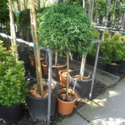 Sikkelden (Cryptomeria Japonica 'Globosa Nana') -Exporteren Tuin Zorgzaam Winkel cryptomeria japonica globosa nana 80stam c20