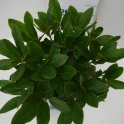 Rhododendron (Rhododendron 'Cunningham White') -Exporteren Tuin Zorgzaam Winkel cun white c2 boven