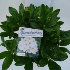 Rhododendron (Rhododendron 'Cunningham White') -Exporteren Tuin Zorgzaam Winkel cun white c5 boven