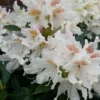 Rhododendron (Rhododendron 'Cunningham White') -Exporteren Tuin Zorgzaam Winkel cunninghamwhite01