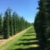 Grote Snelgroeiende Conifeer (Cupressocyparis Leylandii) -Exporteren Tuin Zorgzaam Winkel cup leijlandi 350400 1