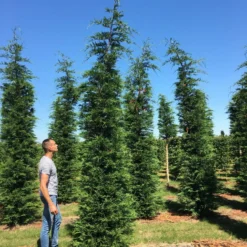 Nieuwe uitgaven -Exporteren Tuin Zorgzaam Winkel cup leijlandi 400450