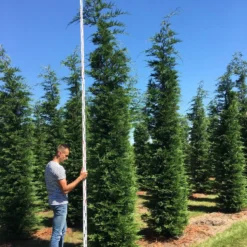 Grote Snelgroeiende Conifeer (Cupressocyparis Leylandii) -Exporteren Tuin Zorgzaam Winkel cup leijlandii 450500 1