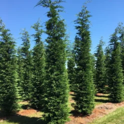 Grote Snelgroeiende Conifeer (Cupressocyparis Leylandii) -Exporteren Tuin Zorgzaam Winkel cup leijlandii 500550