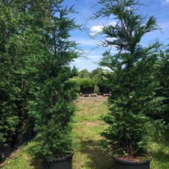 Grote Snelgroeiende Conifeer (Cupressocyparis Leylandii) -Exporteren Tuin Zorgzaam Winkel cupressocyparis lelandii h200 250 1