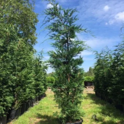 Grote Snelgroeiende Conifeer (Cupressocyparis Leylandii) -Exporteren Tuin Zorgzaam Winkel cupressocyparis lelandii h250 300 3 1
